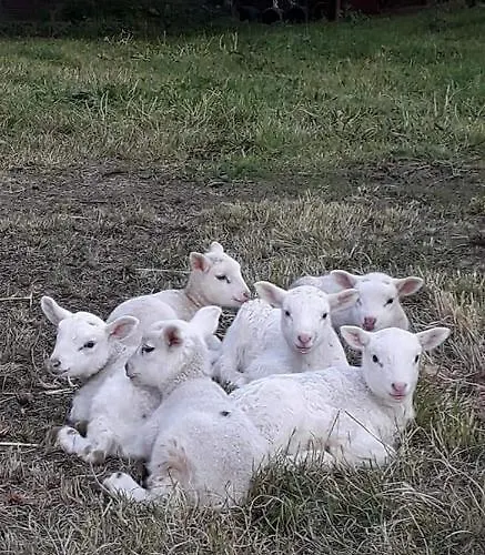 Quinta Da Galeana Dreaming *